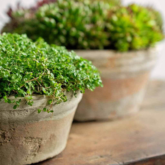 Campania International Farmer’s Short Pot Set