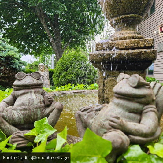 Campania Bud on the Beach Concrete Frog Statue - #A570