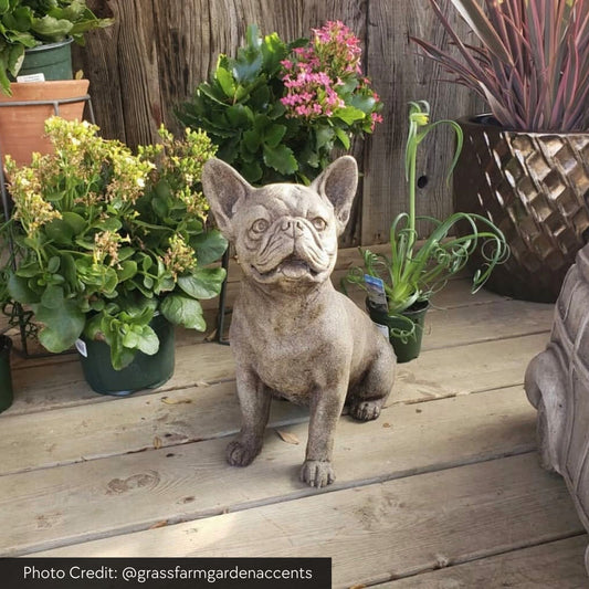 Campania International Frenchie Concrete Garden Statue