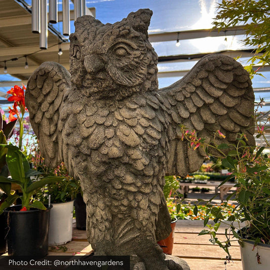 Campania Soaring Owl Concrete Garden Statue - #A267
