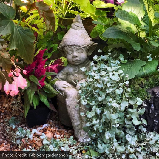 Campania Joe The Garden Elf Concrete Statue