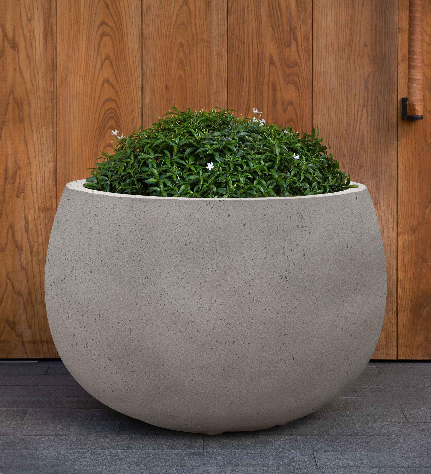 Campania International Norfolk Planter