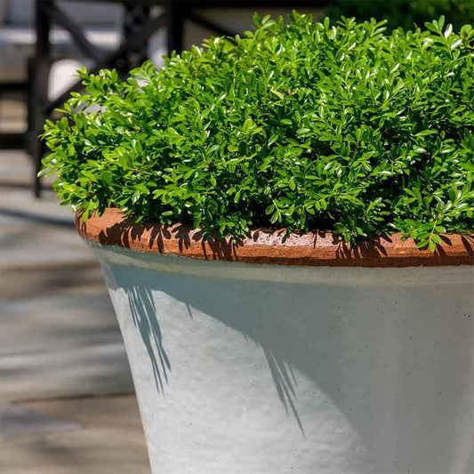 Campania Brighton Glazed Terra Cotta Planter Set of 3 in Antique White