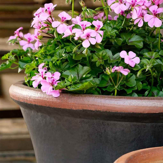 Campania Brighton Glazed Terra Cotta Planter Set of 3 in Graphite