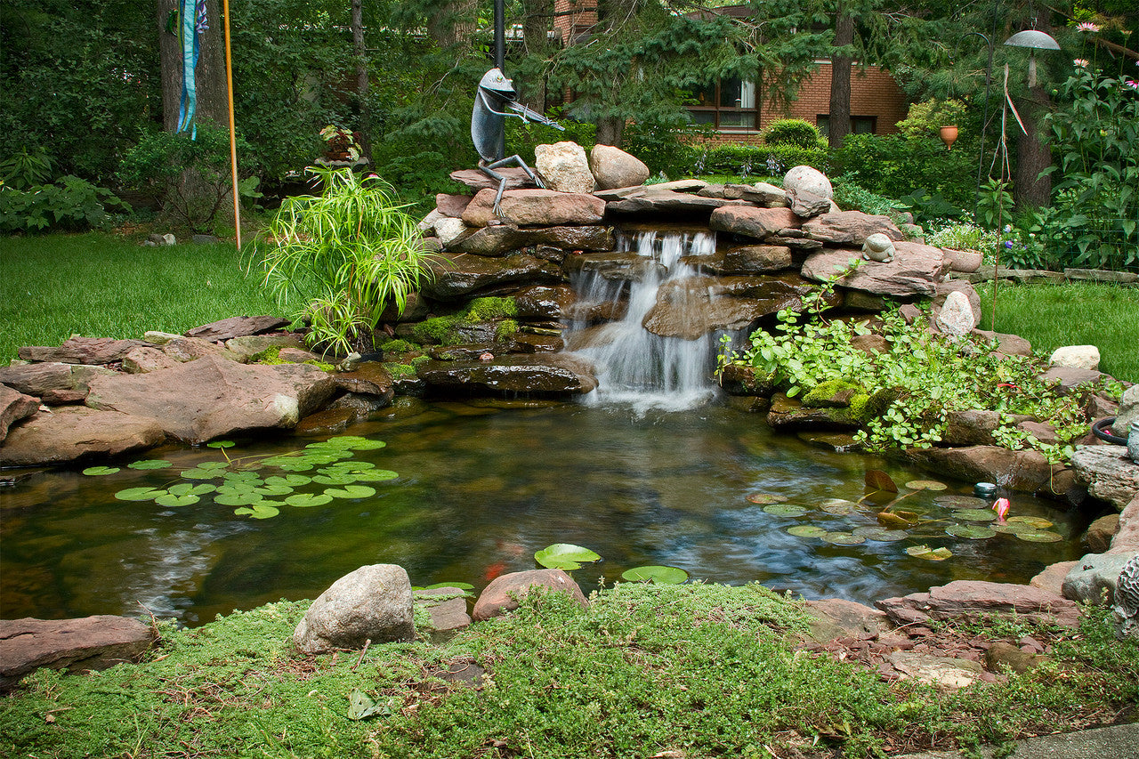 Blue Thumb Large Pond DIY Kit