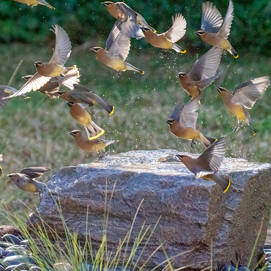 Blue Thumb Medium Bird Bath GFRC Boulder Fountain - Complete Kit
