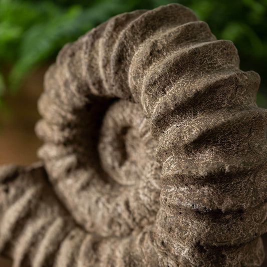 Campania Sea Ammonite Concrete Garden Statue - #S529