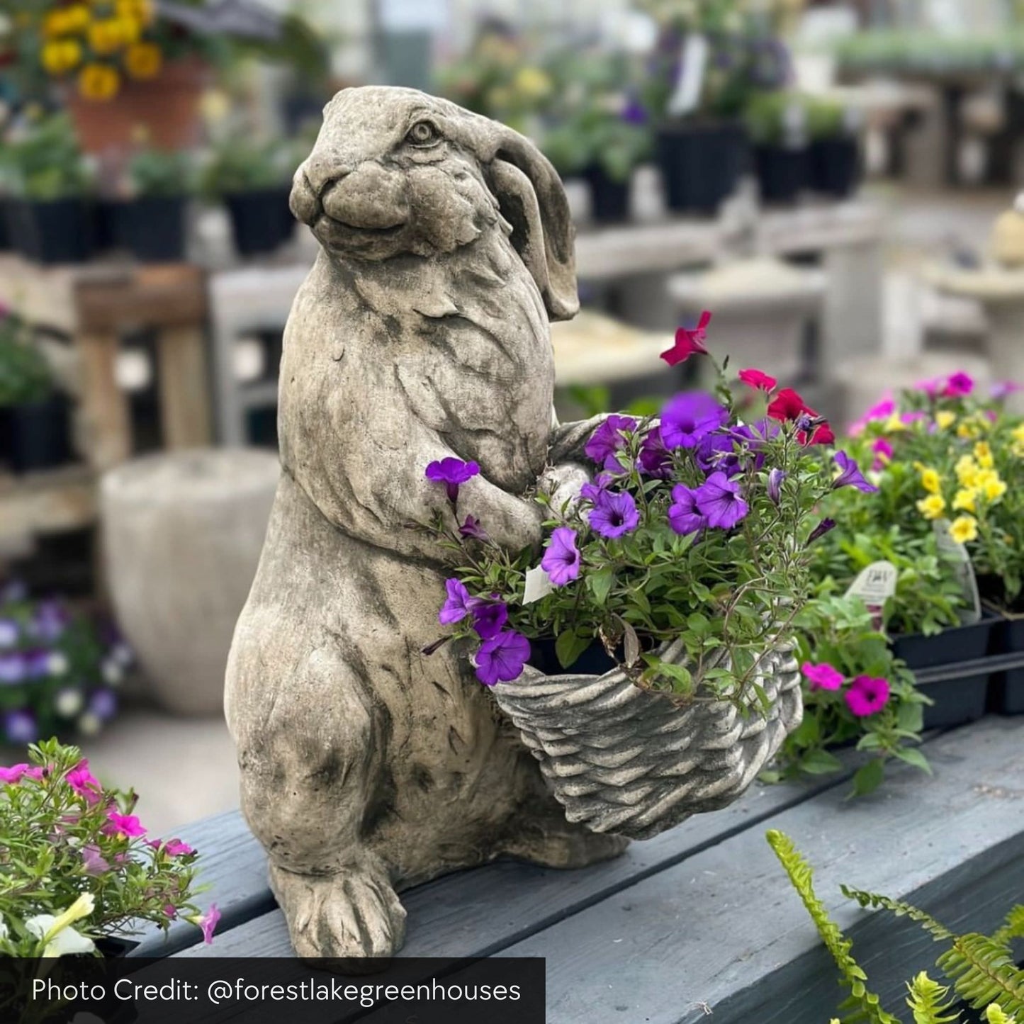 Campania Spring Hare Concrete Garden Statue - #A580