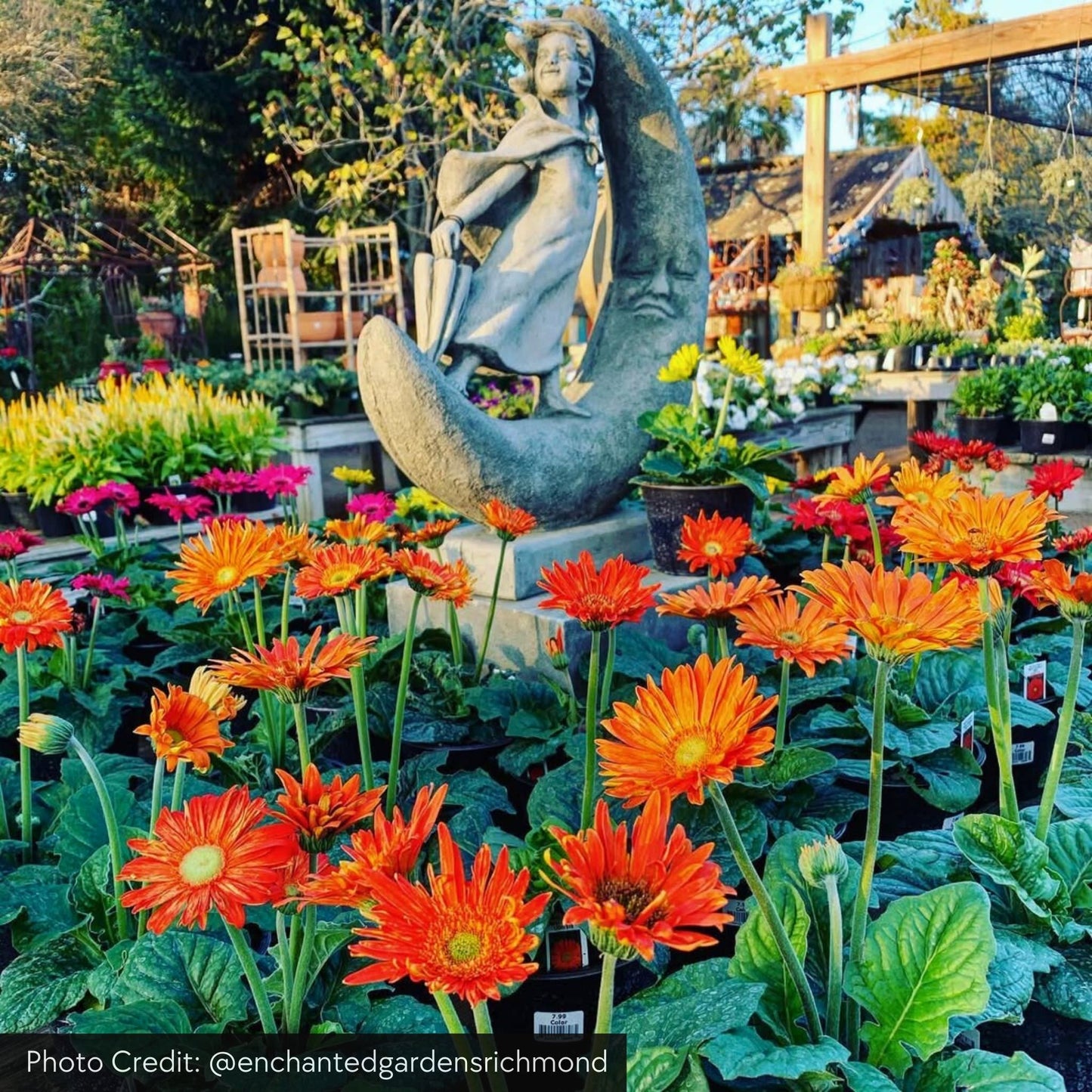 Campania Once Upon a Moon Concrete Garden Statue - #S491