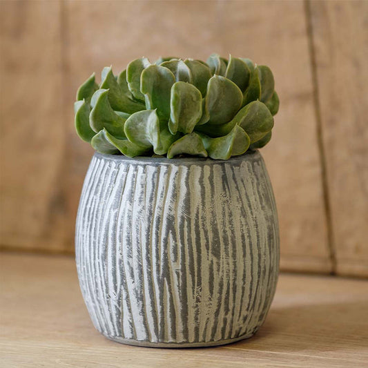 Campania Coconut Set of 6 | Cold Painted Terra Cotta Planter